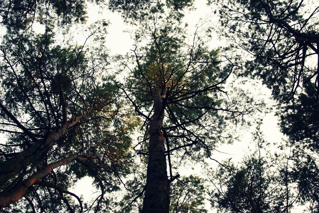 Trees